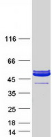 Coomassie blue staining of purified PARVA protein