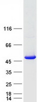 Coomassie blue staining of purified TBC1D13 protein