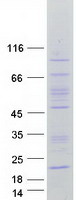 Coomassie blue staining of purified FAM86C1 protein