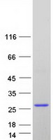 protq9nvq4 faim1 faim human recombinant protein