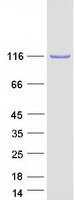 Coomassie blue staining of purified DNAAF2 protein