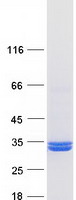 Coomassie blue staining of purified PNPO protein