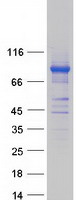 Coomassie blue staining of purified POLR3E protein