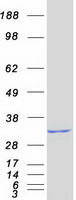 protq9nvv9 thap1 human recombinant protein