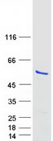 protq9nvx2 nle1 human recombinant protein