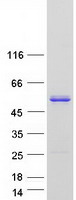 Coomassie blue staining of purified BSDC1 protein