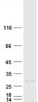 protq9nwa0 med9 human recombinant protein