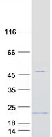 Coomassie blue staining of purified TMEM242 protein