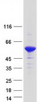 protq9nwm3 cuedc1 human recombinant protein