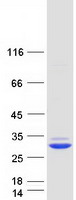 protq9nwm8 fkbp14 human recombinant protein