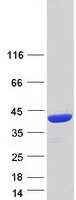 Coomassie blue staining of purified FAM118A protein