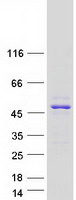 Coomassie blue staining of purified BABAM1 protein