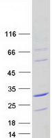 Coomassie blue staining of purified HCFC1R1 protein