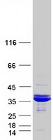 protq9nwx6 thg1l human recombinant protein