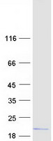 protq9nx01 txnl4b human recombinant protein