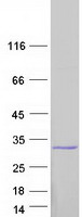 Coomassie blue staining of purified C1orf109 protein