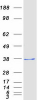 protq9nx09 ddit4 human recombinant protein