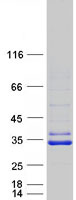 protq9nxa8 sirt5 human recombinant protein