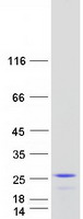 protq9nxh3 ppp1r14d human recombinant protein