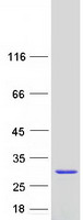 protq9nxj5 pgpep1 human recombinant protein