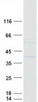 protq9nxk8 fbxl12 human recombinant protein