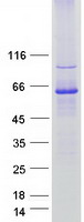 Coomassie blue staining of purified GDAP2 protein