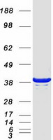 protq9nxr1 nde1 human recombinant protein