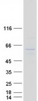 Coomassie blue staining of purified ING3 protein