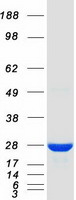 protq9nxv2 kctd5 human recombinant protein