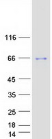 Coomassie blue staining of purified BARHL2 protein