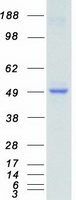 protq9ny57 yank2 stk32b human recombinant protein