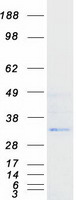 protq9ny84 vnn3 human recombinant protein