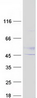 protq9ny97 b3gnt1 b3gnt2 human recombinant protein