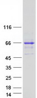 protq9ny99 syntrophin gamma 2 sntg2 human recombinant protein