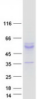 protq9nyg8 kcnk4 human recombinant protein