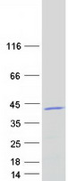 protq9nyk5 mrpl39 human recombinant protein