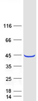 protq9nyt0 plek2 human recombinant protein