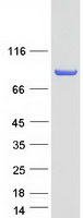 Coomassie blue staining of purified GGA3 protein