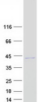 Coomassie blue staining of purified C9orf78 protein