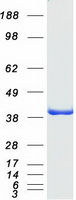 protq9nza1 clic5 human recombinant protein