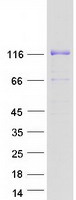 Coomassie blue staining of purified FAM120A protein