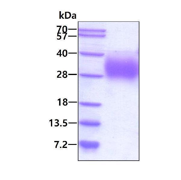 3ug by SDS-PAGE under reducing condition and visualized by coomassie blue stain