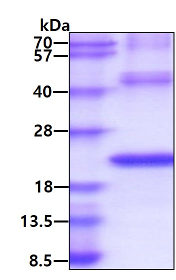3ug by SDS-PAGE under reducing condition and visualized by coomassie blue stain.