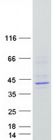 Coomassie blue staining of purified GDE1 protein
