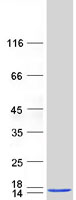 Coomassie blue staining of purified AHSP protein