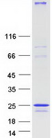 protq9nzg7 ninjurin2 ninj2 human recombinant protein
