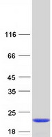 Coomassie blue staining of purified IL36B protein