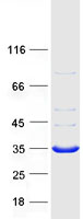 protq9nzq0 rbj dnajc27 human recombinant protein