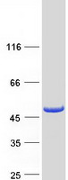 protq9nzr1 tropomodulin 2 tmod2 human recombinant protein