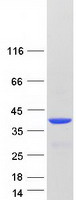 Coomassie blue staining of purified VSX1 protein